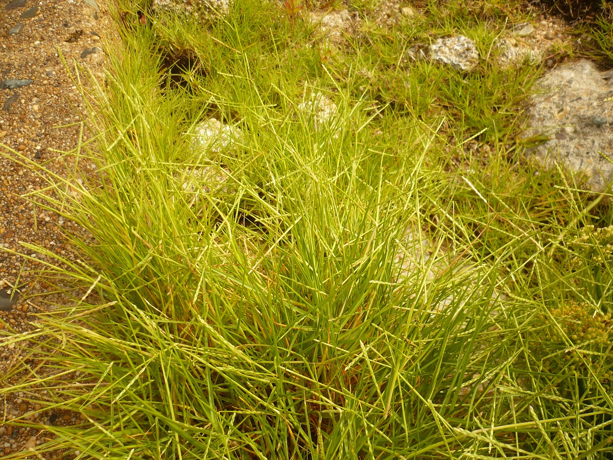 Paspalum vaginatum (Poaceae)